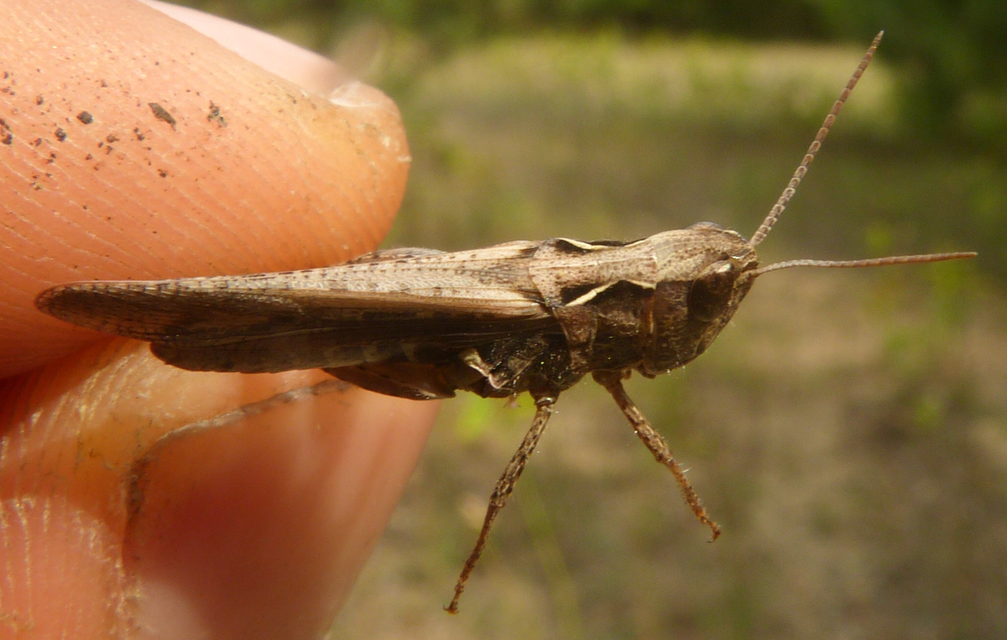 Chorthippus brunneus - közönséges tarlósáska