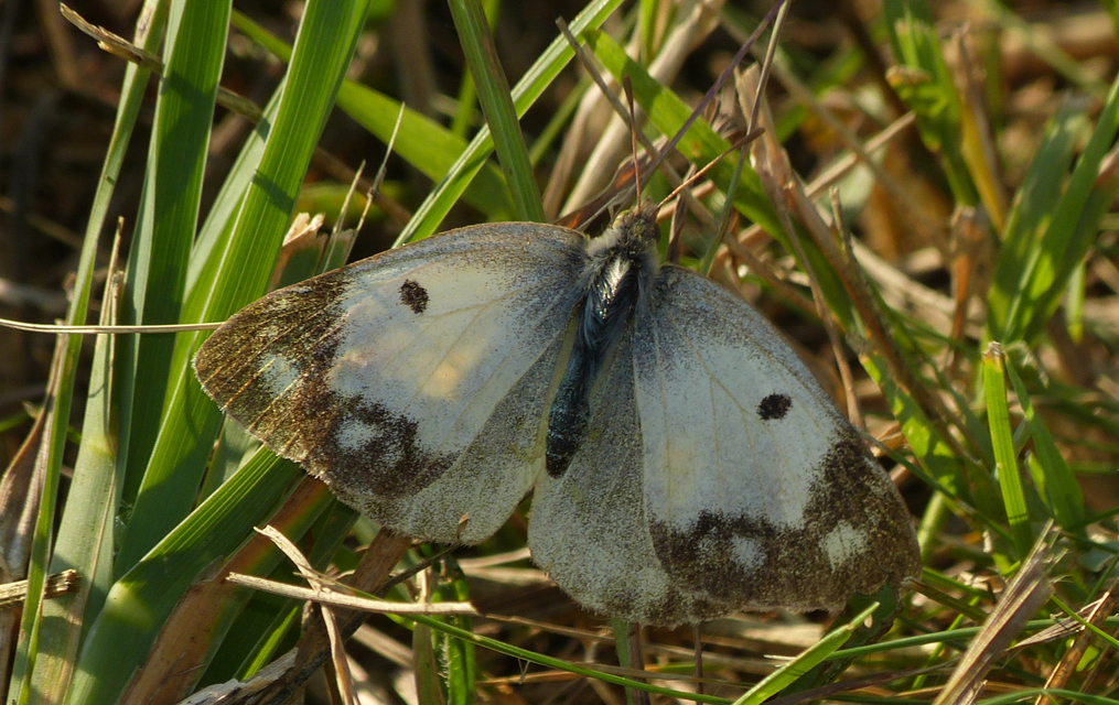 Colias hyale - kéneslepke