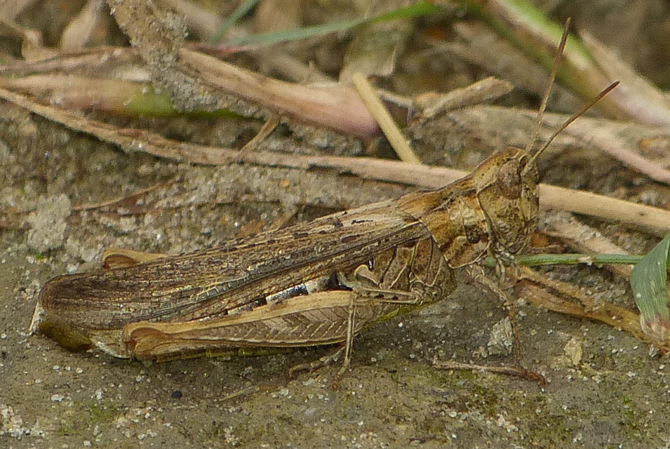 Chorthippus (Glyptobothrus) (subgenus)