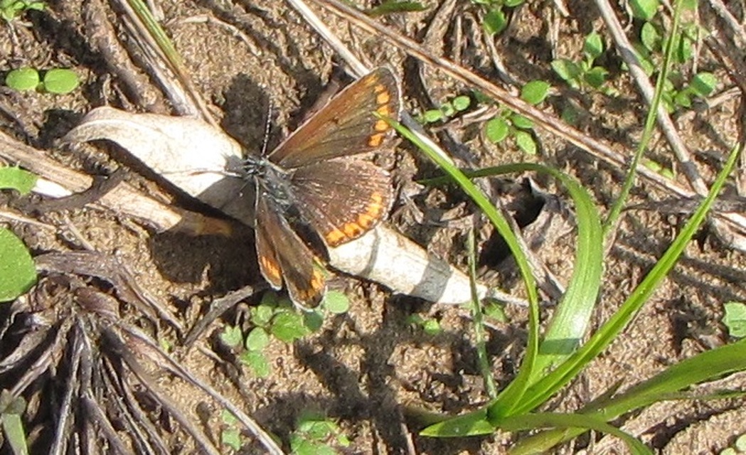 Aricia agestis - szerecsenboglárka