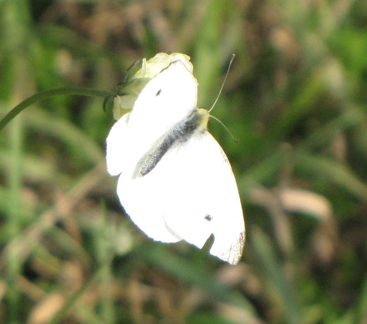 Pieris rapae - répalepke