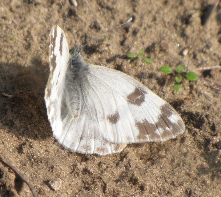 Pontia edusa - rezedalepke