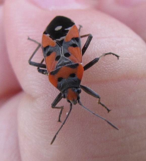 Lygaeus equestris - közönséges lovagbodobács
