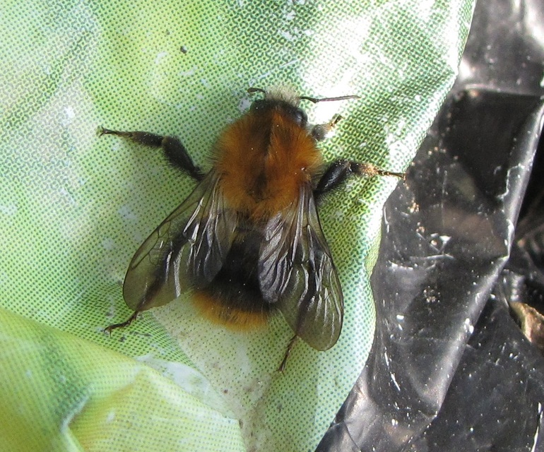 Bombus pascuorum - mezei poszméh
