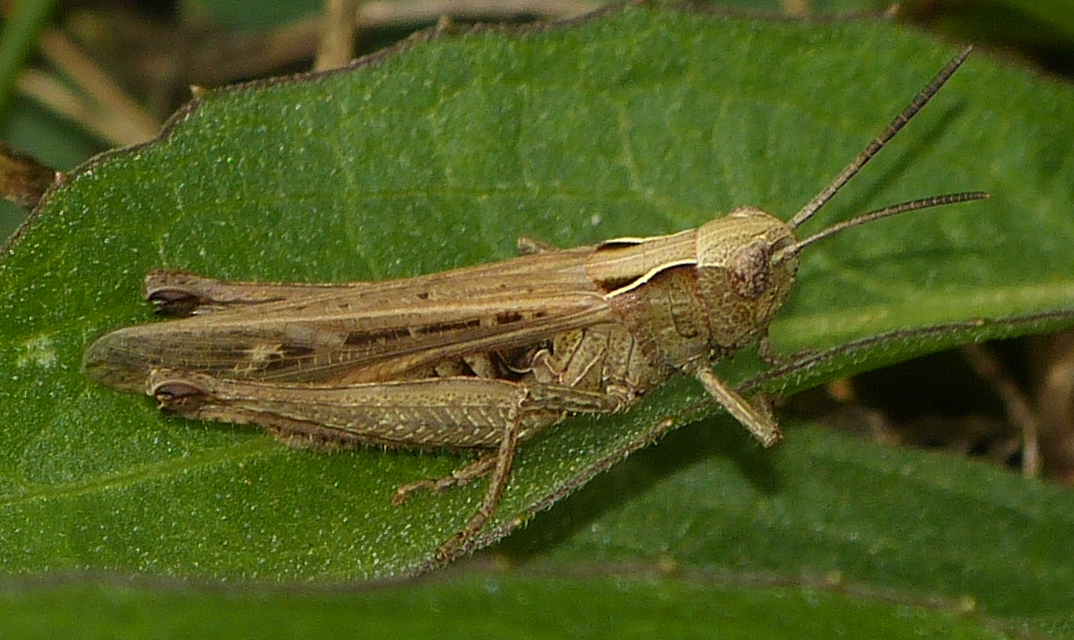 Omocestus rufipes - vöröshasú tarlósáska
