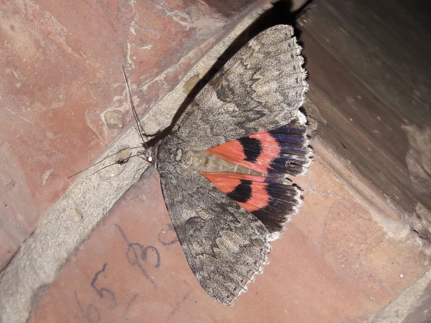 Catocala nupta - piros övesbagoly