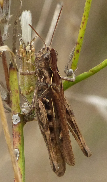 Chorthippus biguttulus - zengő tarlósáska