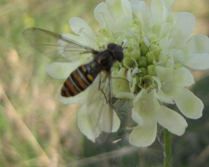 Episyrphus balteatus - ékfoltos zengőlégy
