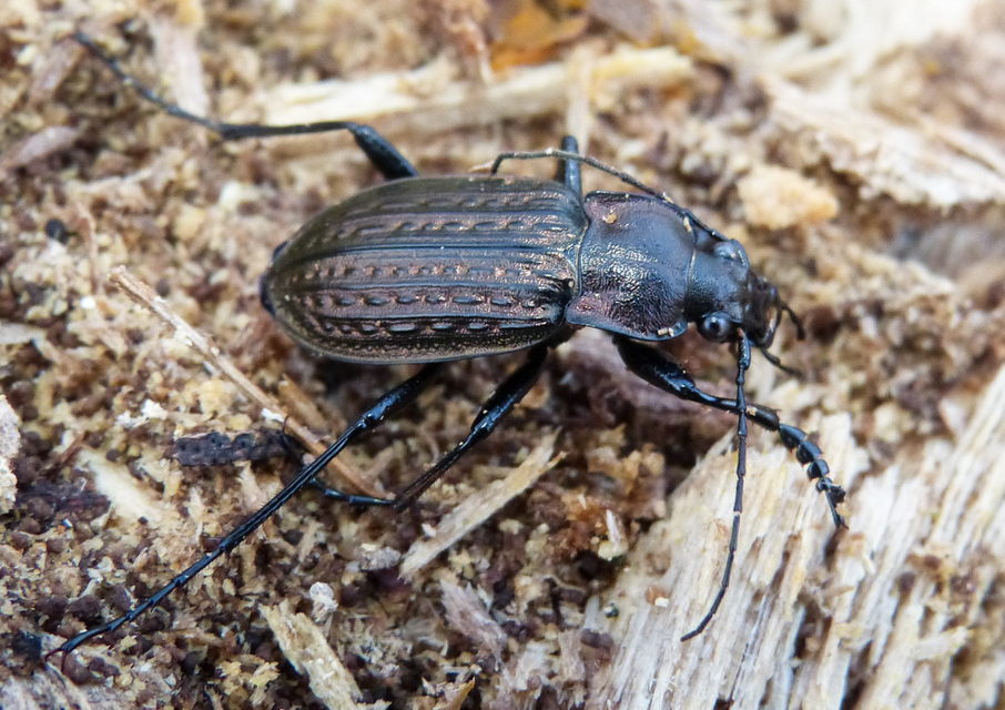 Carabus granulatus - mezei futrinka Carabus granulatus - mezei futrinka