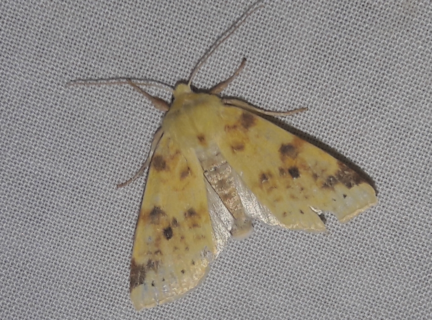 Cirrhia icteritia - nyárfa-sárgabagoly