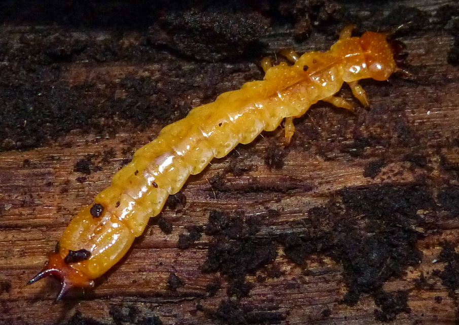 Pyrochroa