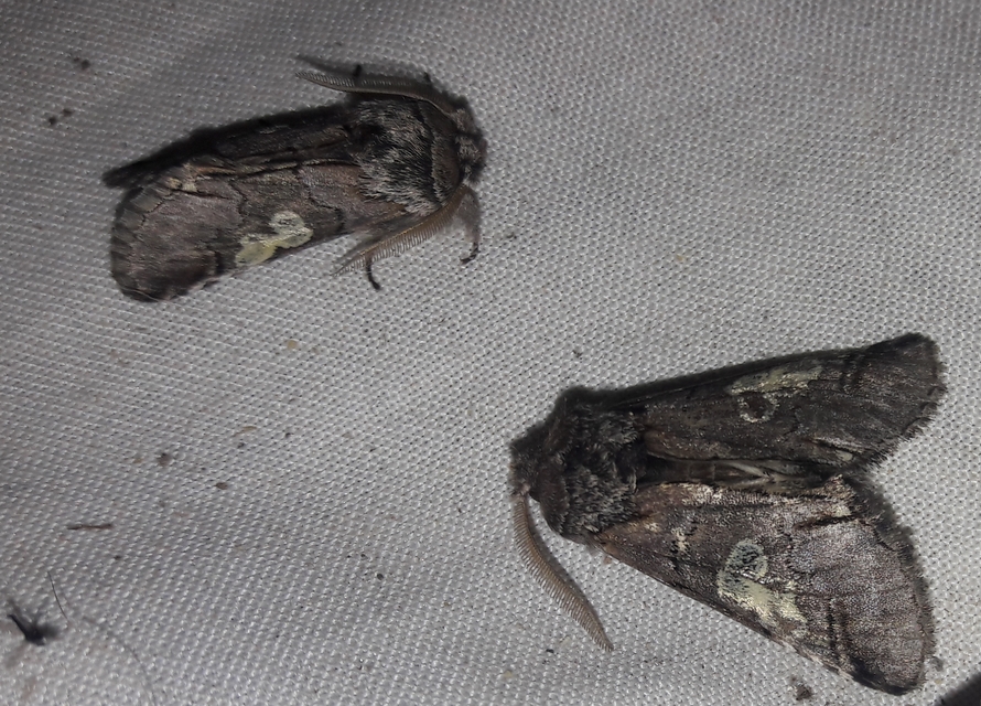 Diloba caeruleocephala - őszi kékesbagoly