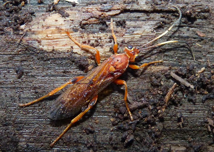 Lymantrichneumon