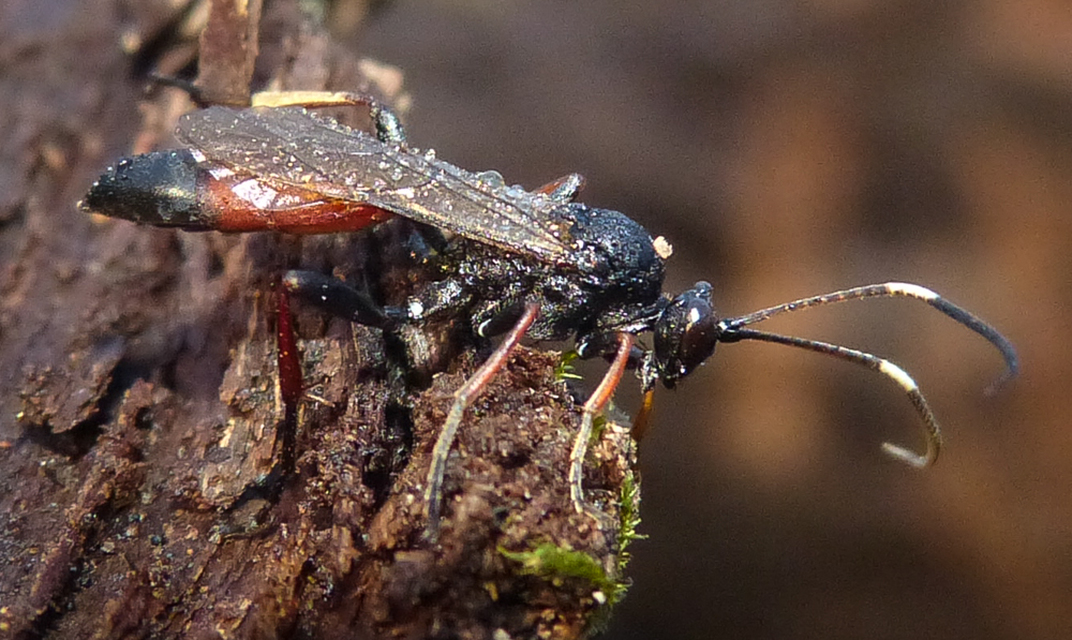 Ichneumoninae