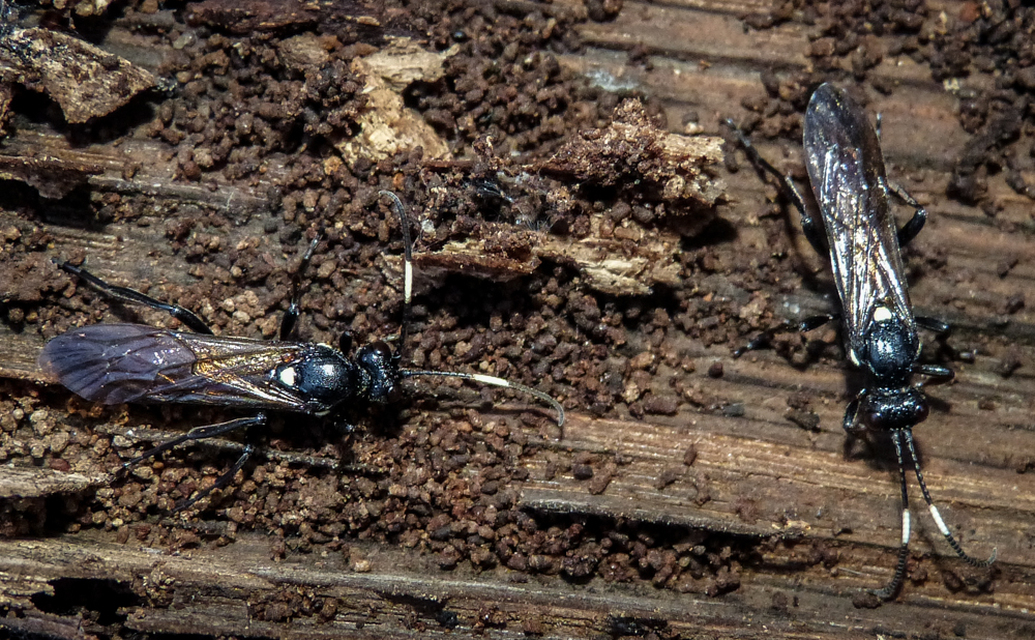 Ichneumoninae