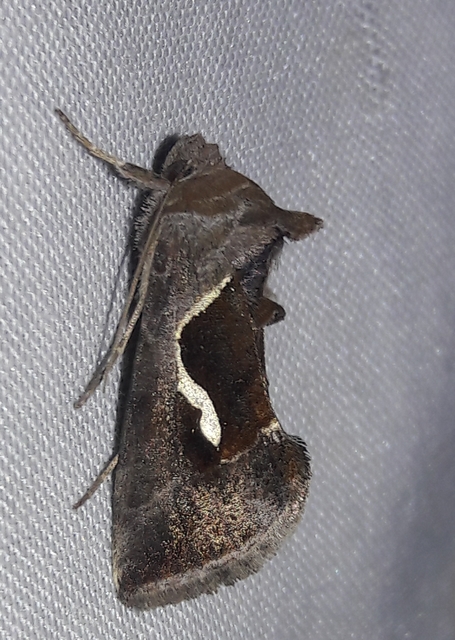 Macdunnoughia confusa - cseppfoltos ezüstbagoly