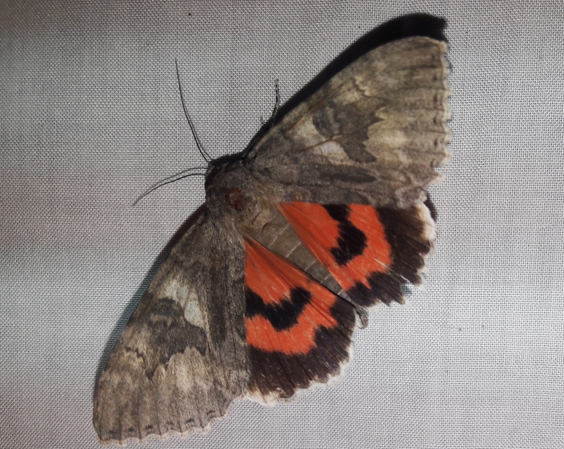 Catocala nupta - piros övesbagoly