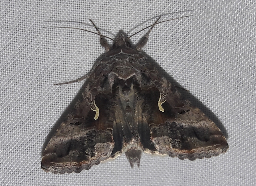 Autographa gamma - gammalepke
