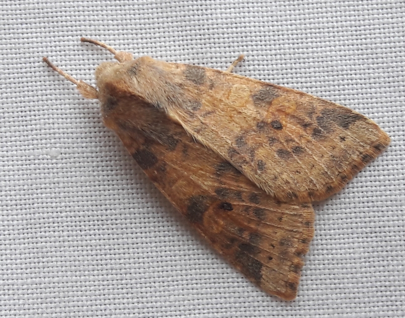 Cirrhia ocellaris - fakó sárgabagoly