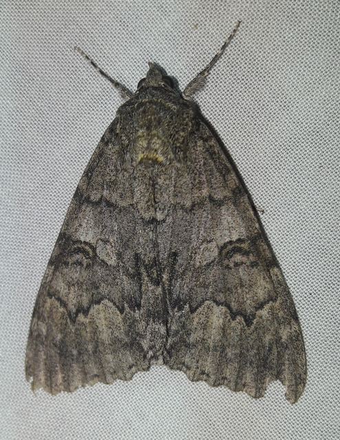 Catocala nupta - piros övesbagoly