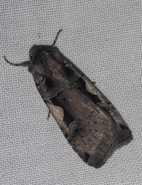 Xestia c-nigrum - c-betűs fűbagoly