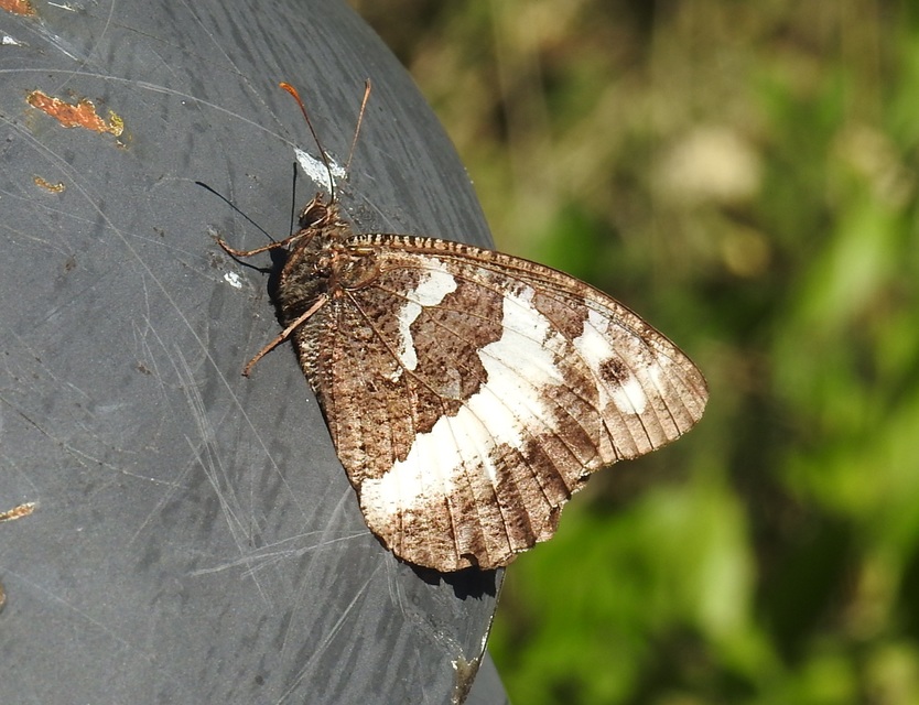 Brintesia circe - fehéröves szemeslepke