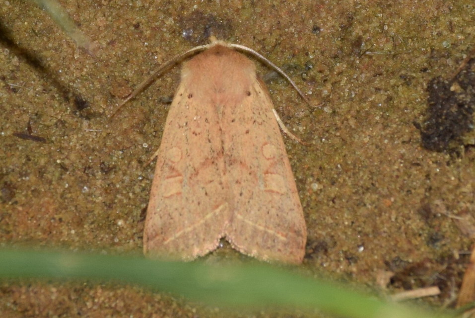 Leptologia macilenta - gyertyán-őszibagoly