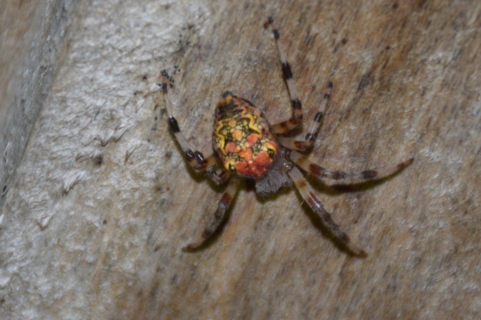Araneus marmoreus - márványos keresztespók