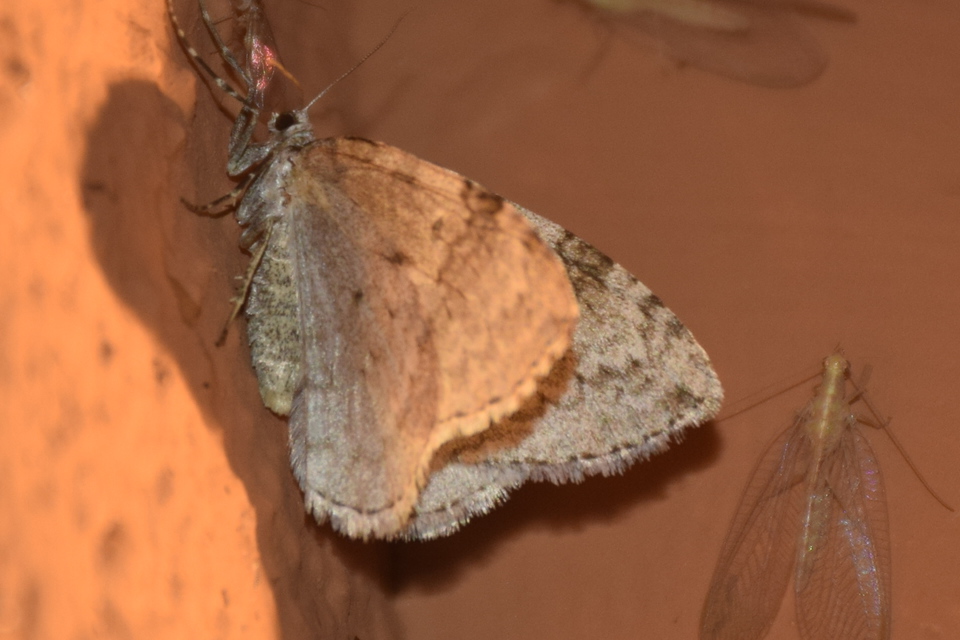 Epirrita