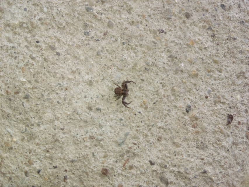 Xysticus