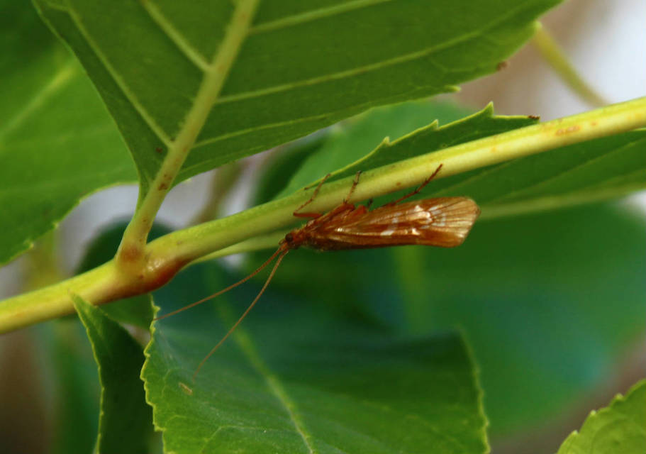 Limnephilidae