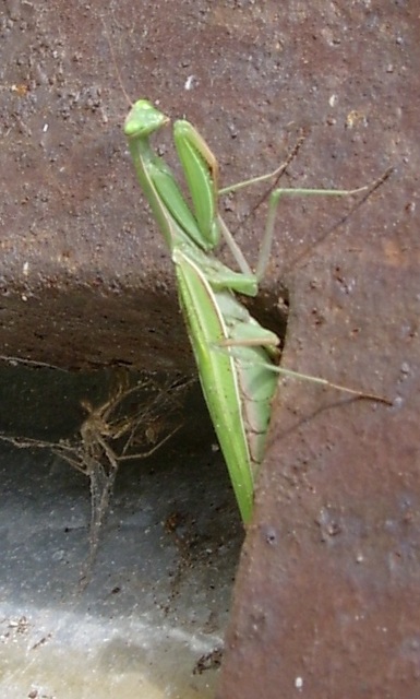 Mantis religiosa - imádkozósáska