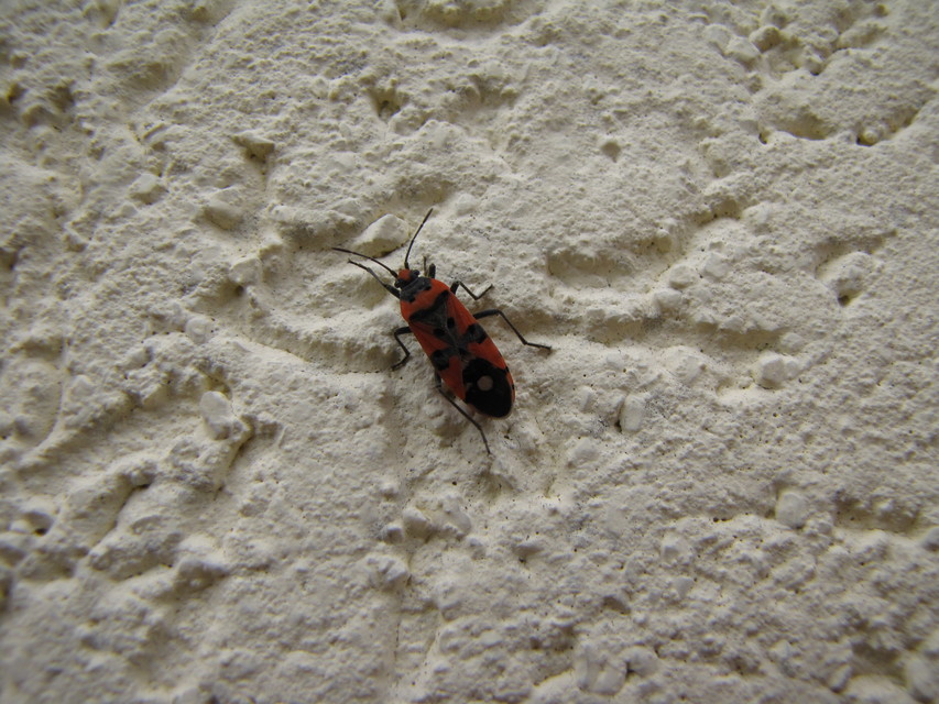 Lygaeus equestris/simulans