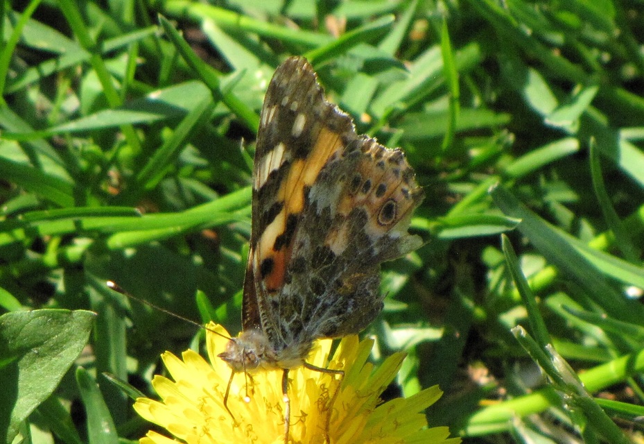 Vanessa cardui - bogáncslepke