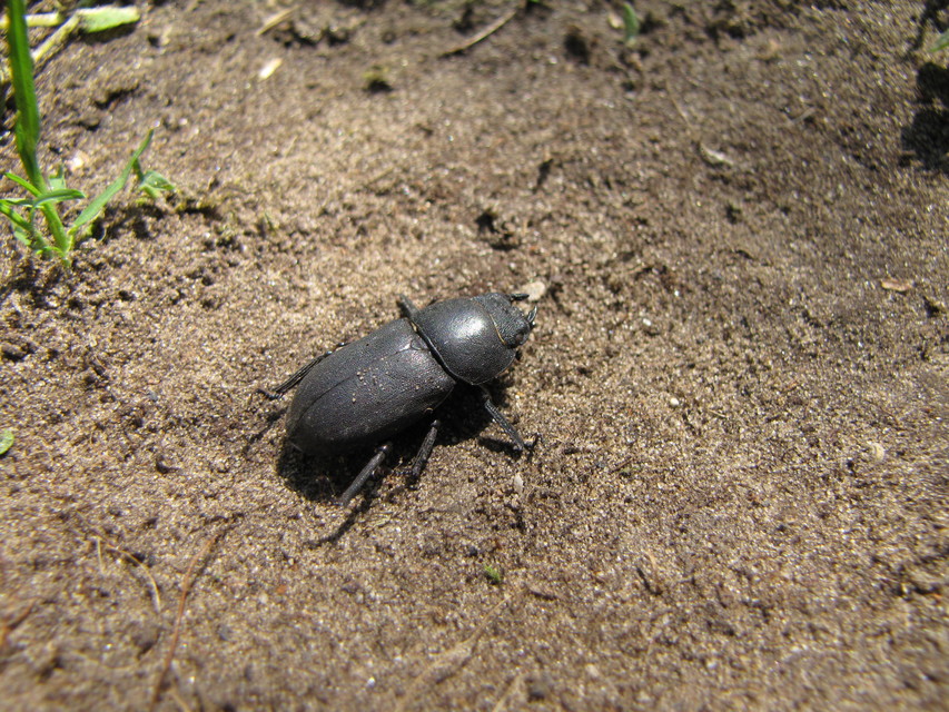 Dorcus parallelipipedus - kis szarvasbogár