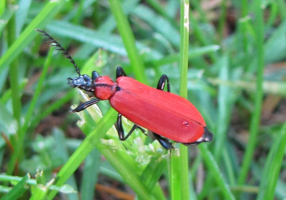 Pyrochroa coccinea - nagy bíborbogár