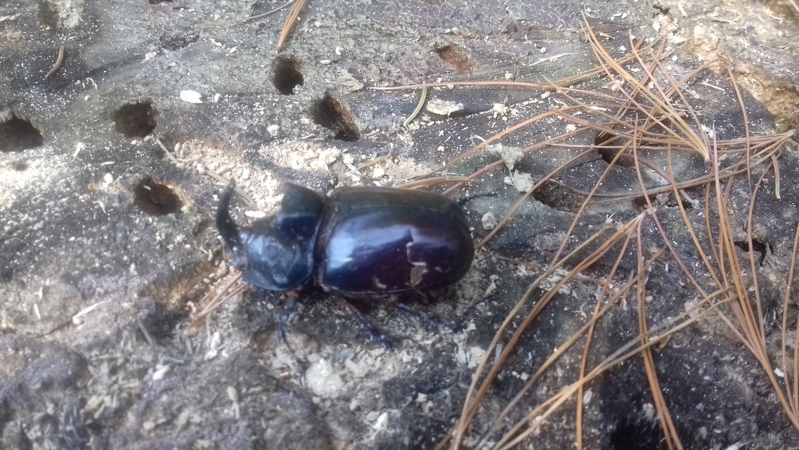 Oryctes nasicornis - orrszarvú bogár