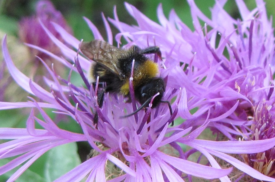 Bombus - poszméhek