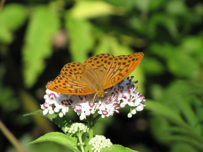 Argynnis paphia - nagy gyöngyházlepke
