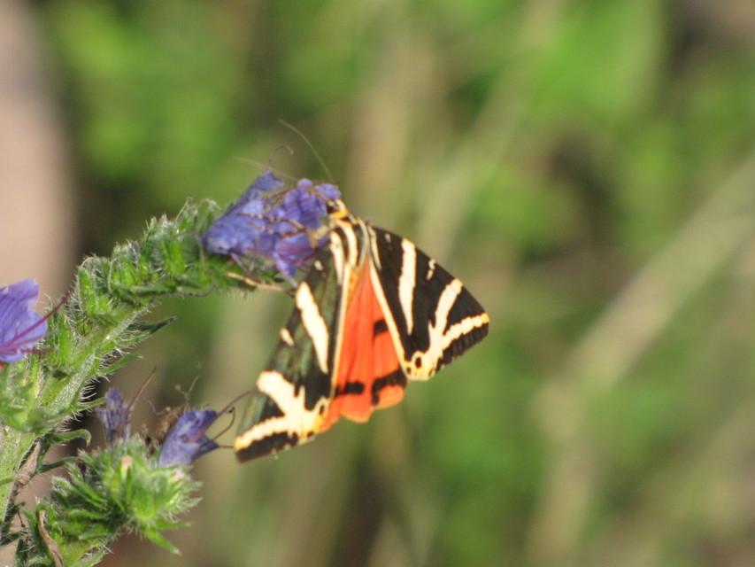 Euplagia quadripunctaria - csíkos medvelepke