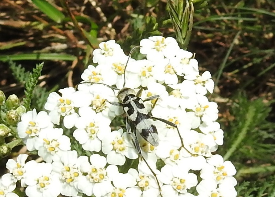 Chlorophorus varius - díszes darázscincér