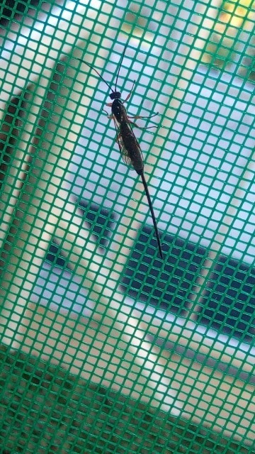 Pimplinae