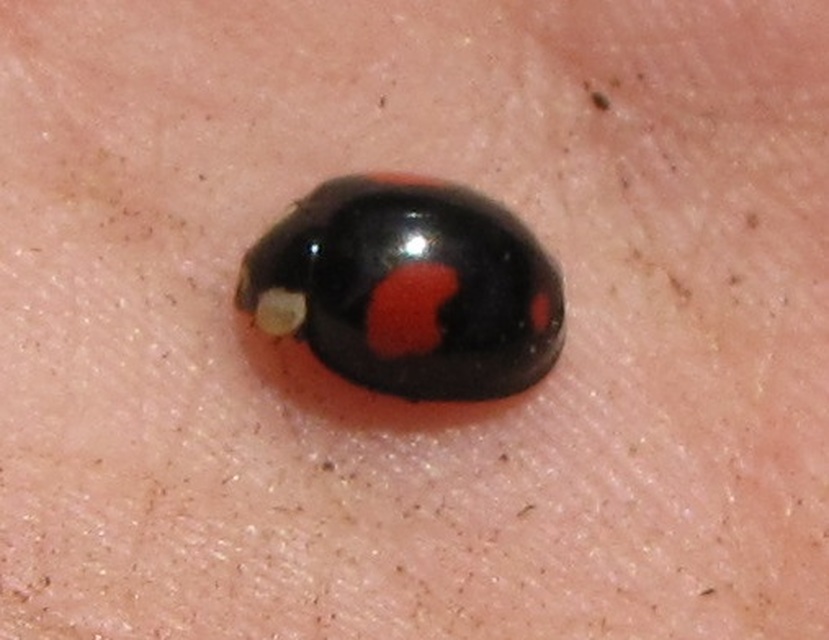 Harmonia axyridis - harlekinkatica
