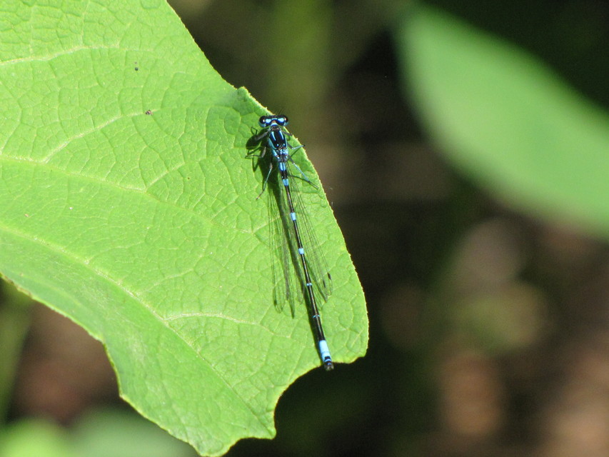 Coenagrion pulchellum - karcsú légivadász