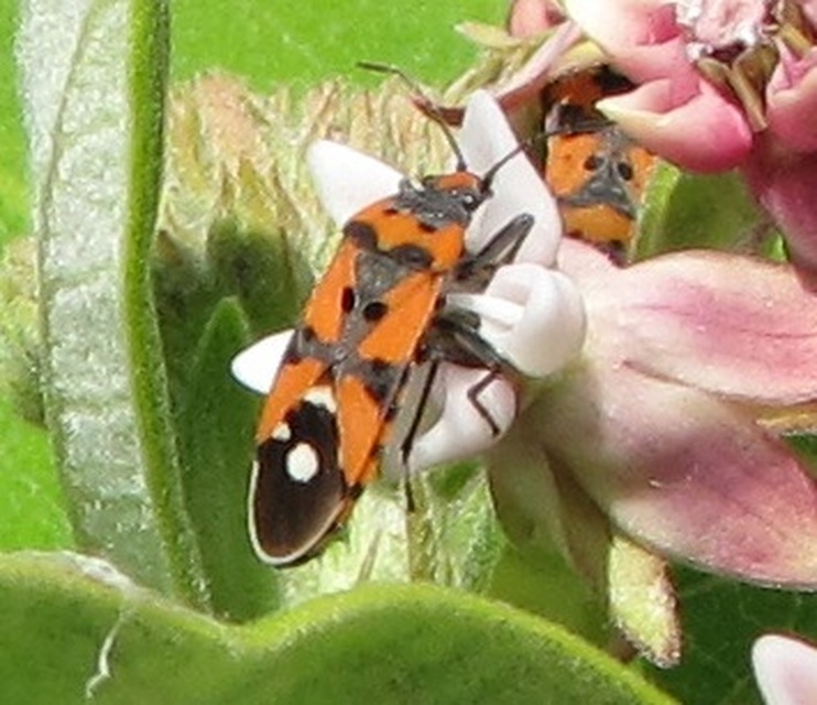 Lygaeus equestris/simulans