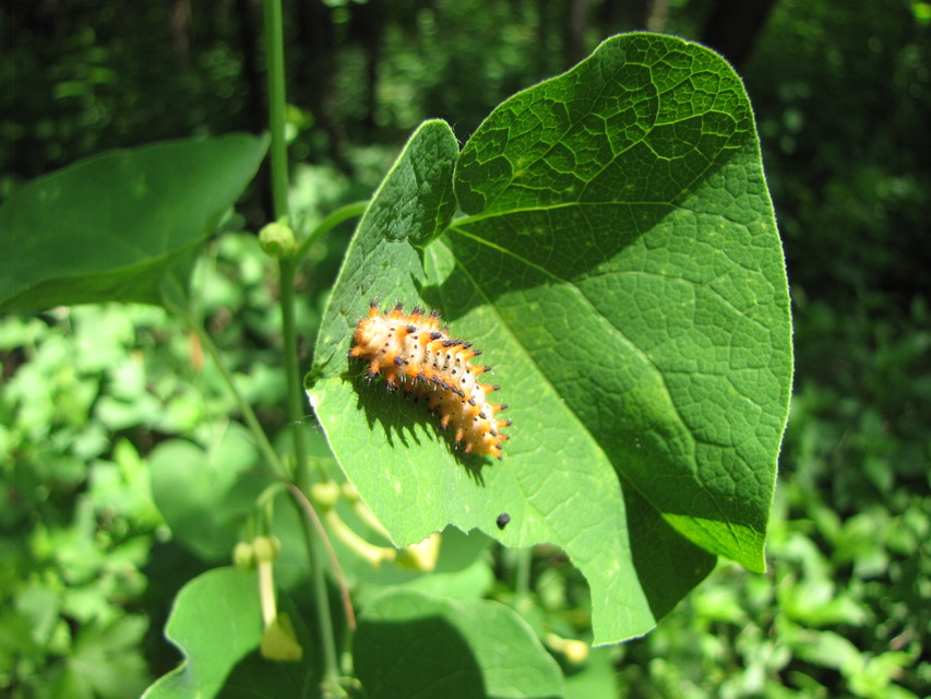 Zerynthia polyxena - farkasalmalepke