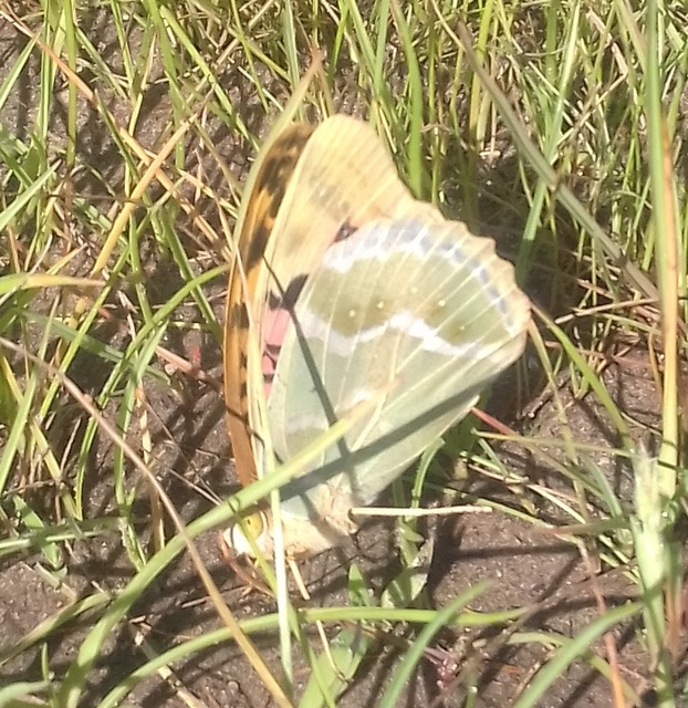 Argynnis pandora - zöldes gyöngyházlepke