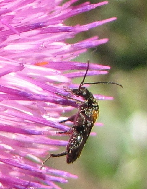 Oedemera femorata - sárgahátú álcincér