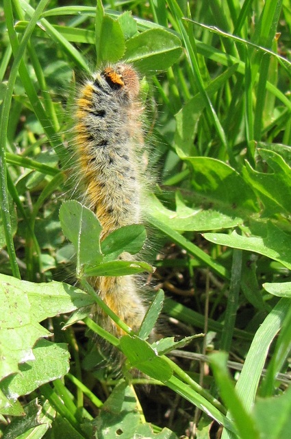 Lasiocampa trifolii - lóhereszövő