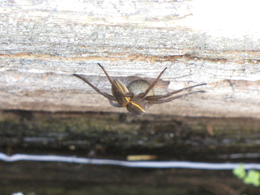 Dolomedes fimbriatus - szegélyes vidrapók